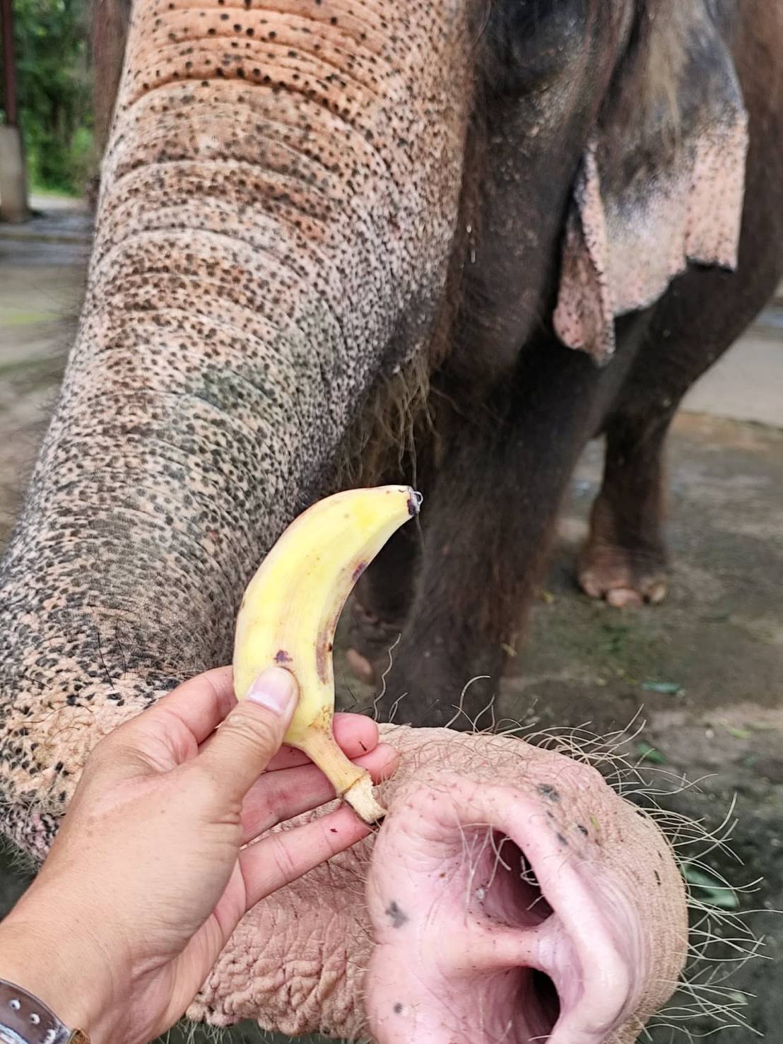Hand-feeding a banana to an elephant's trunk at the elephant sanctuary in Chiang Mai